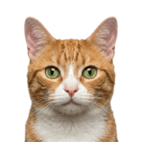 Gatos