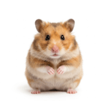 Hamsters