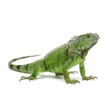 Reptiles