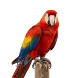 Pájaros
