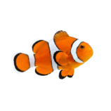 Peces, acuariofilia